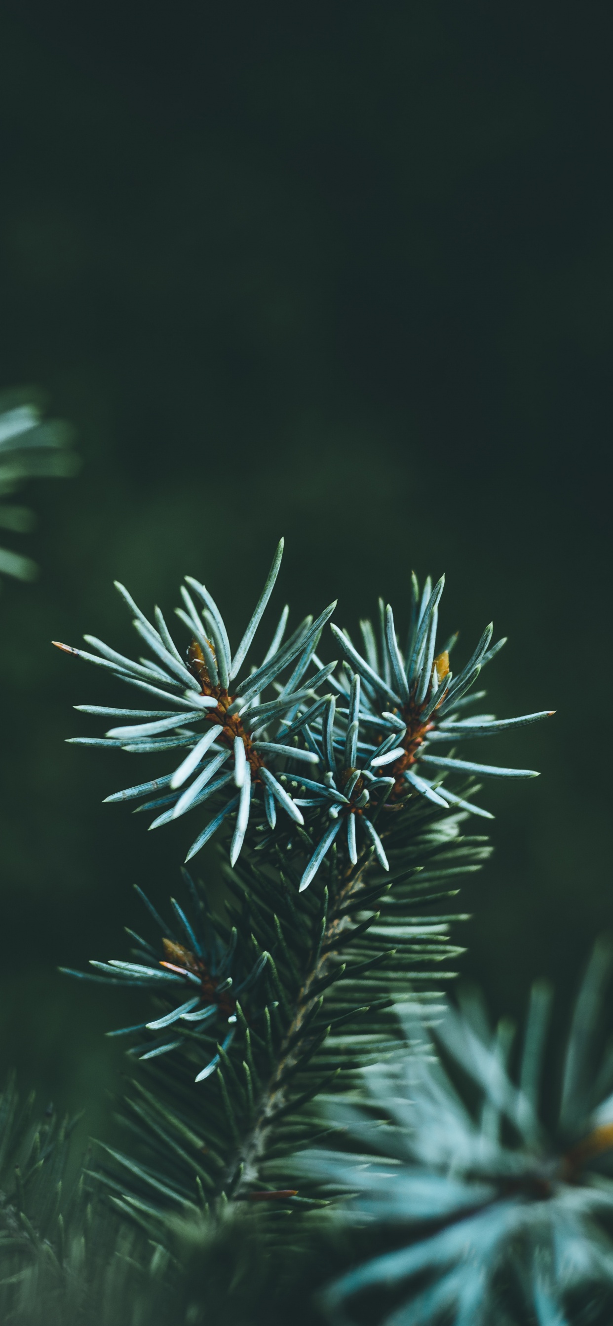 Plante Verte et Brune en Photographie Rapprochée. Wallpaper in 1242x2688 Resolution