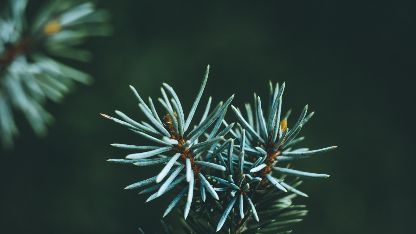 Plante Verte et Brune en Photographie Rapprochée. Wallpaper in 1366x768 Resolution
