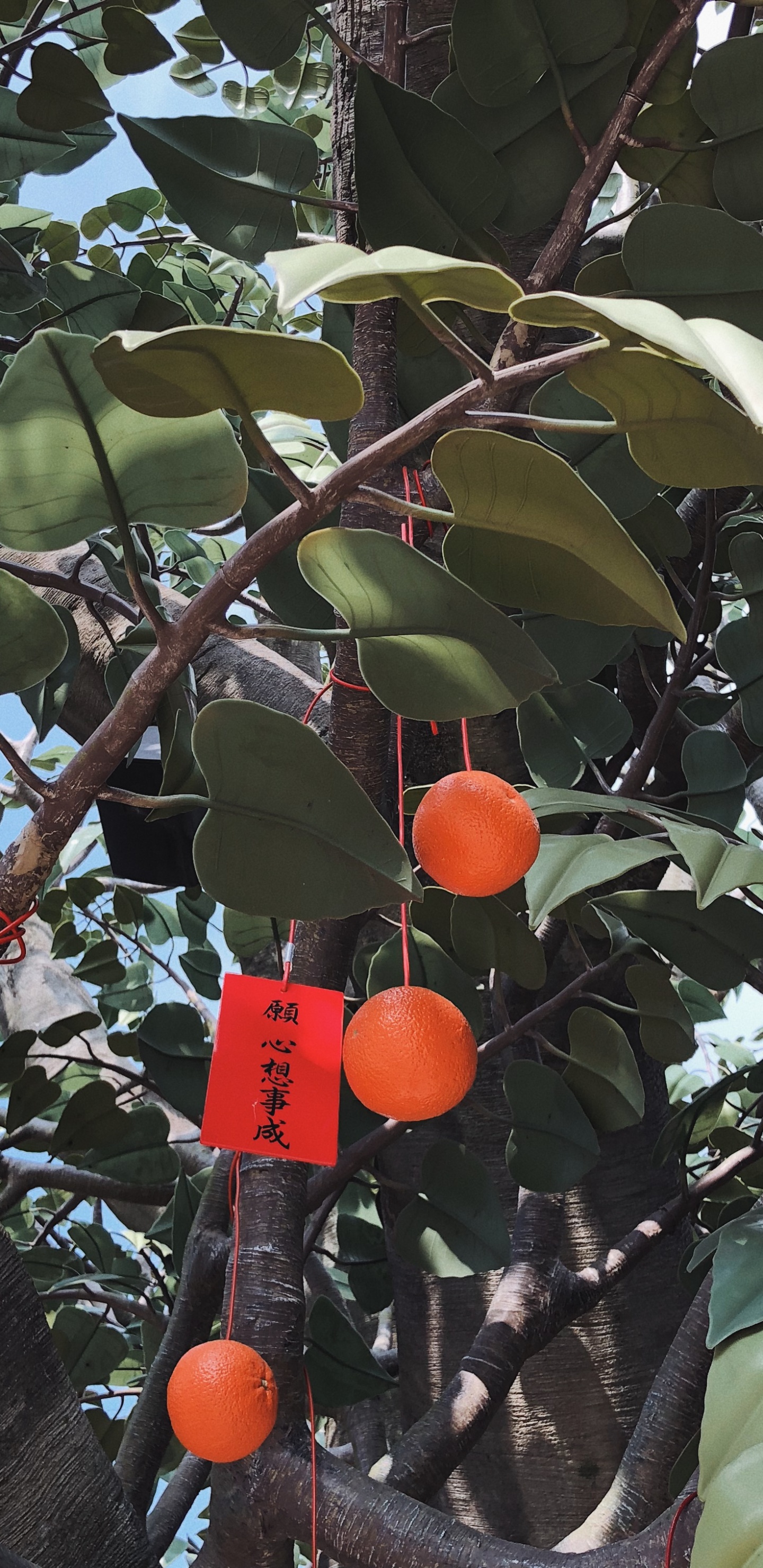 Fruit Tree, Branch, Produce, Woody Plant, Twig. Wallpaper in 1440x2960 Resolution