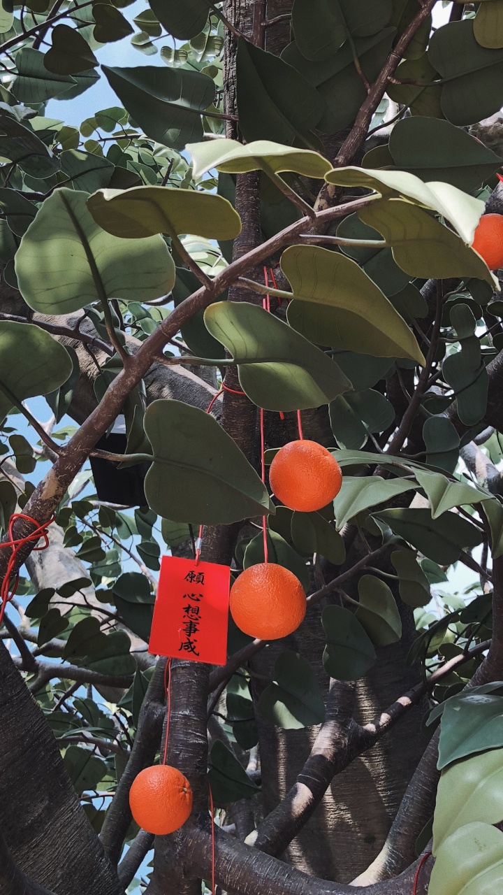 Fruit Tree, Branch, Produce, Woody Plant, Twig. Wallpaper in 720x1280 Resolution