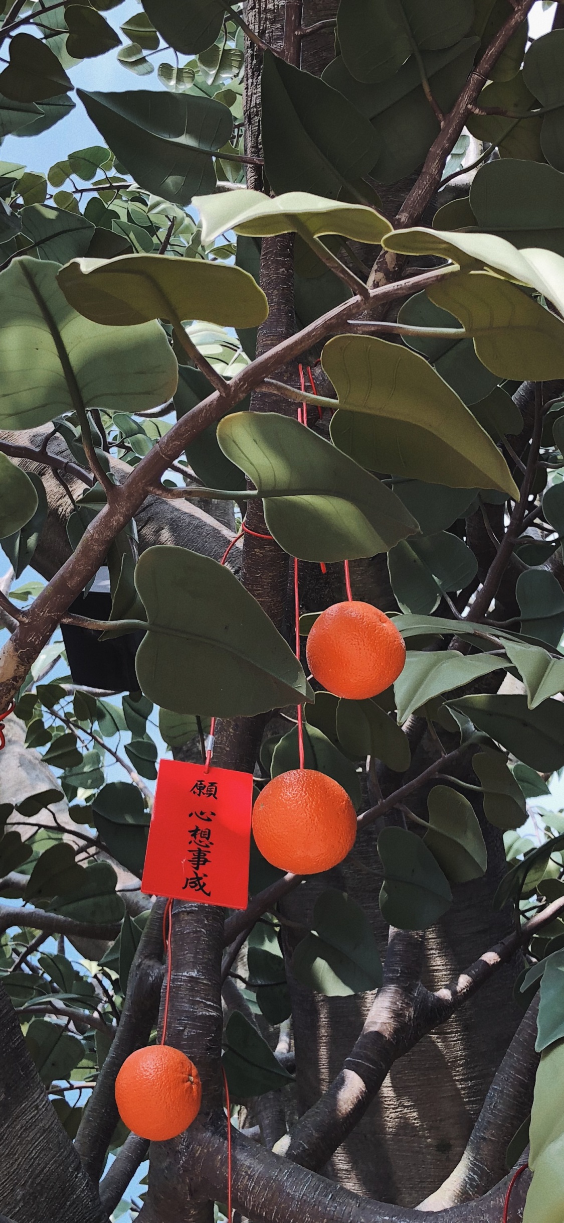 Les Fruits de L'arbre, Produit, Plantes Ligneuses, Rameau, Peach. Wallpaper in 1125x2436 Resolution