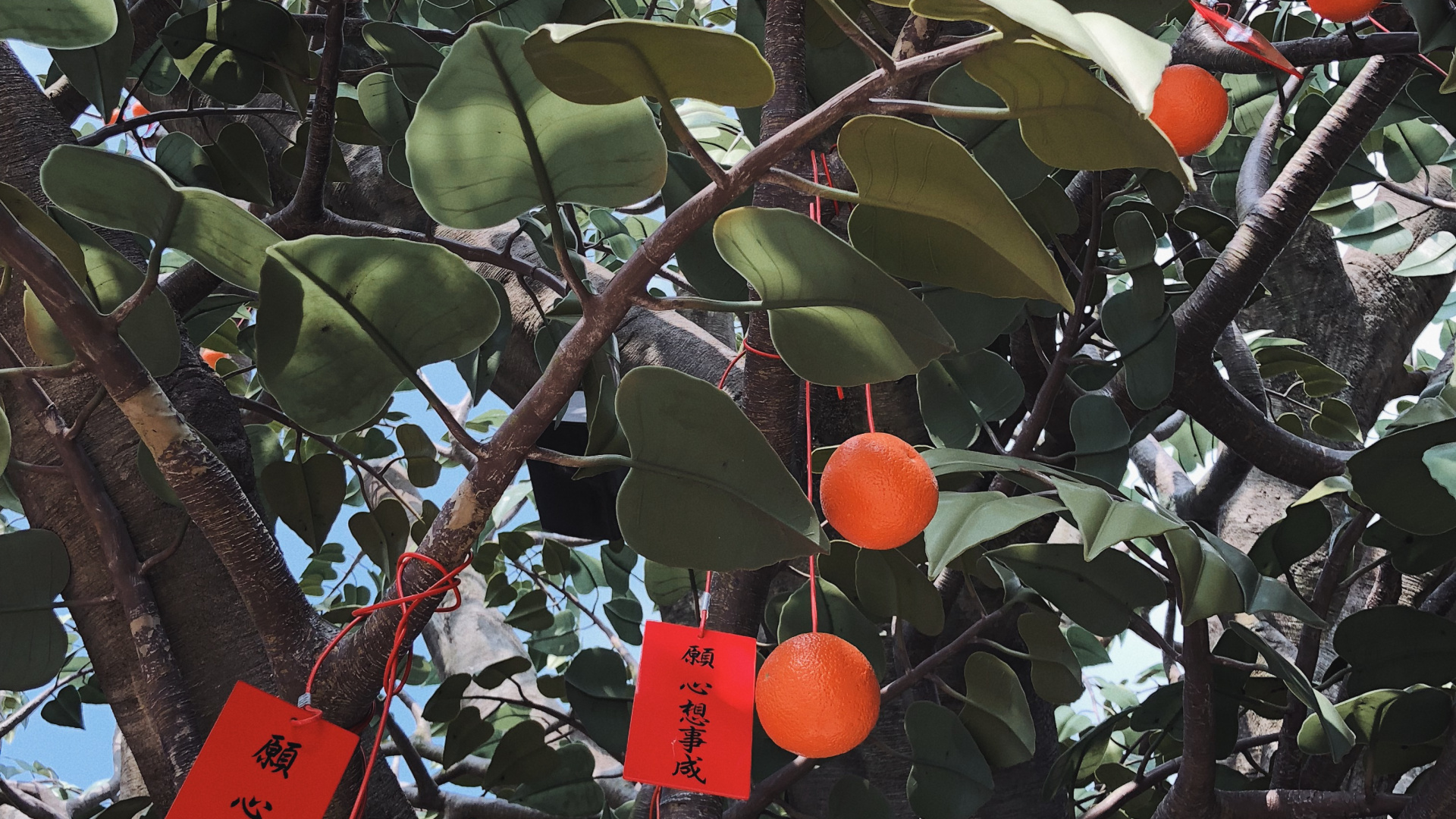 Les Fruits de L'arbre, Produit, Plantes Ligneuses, Rameau, Peach. Wallpaper in 1920x1080 Resolution