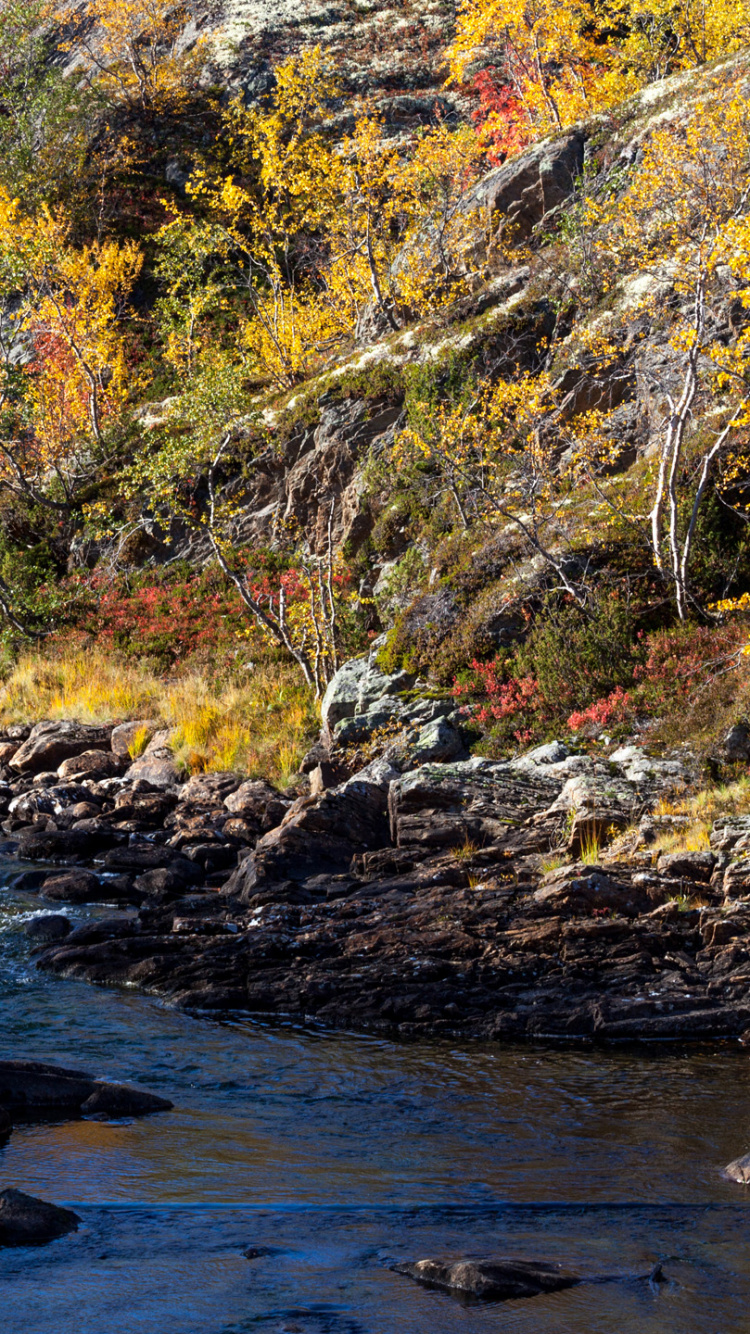 Río en Medio Del Bosque. Wallpaper in 750x1334 Resolution
