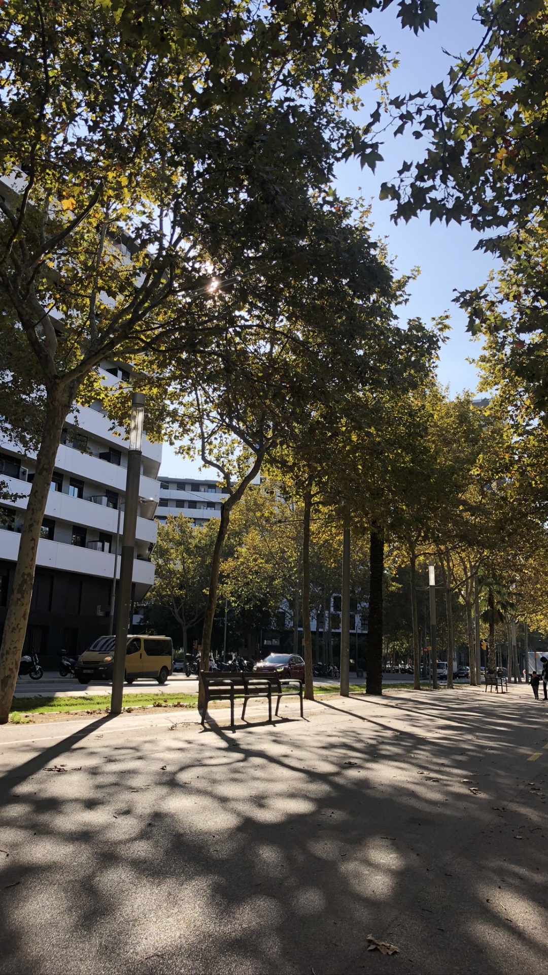 Baum, Öffentlichen Raum, Woody Pflanze, Farbtöne Und Schattierungen, Sonnenlicht. Wallpaper in 1080x1920 Resolution