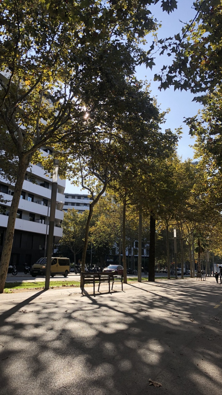 Baum, Öffentlichen Raum, Woody Pflanze, Farbtöne Und Schattierungen, Sonnenlicht. Wallpaper in 720x1280 Resolution