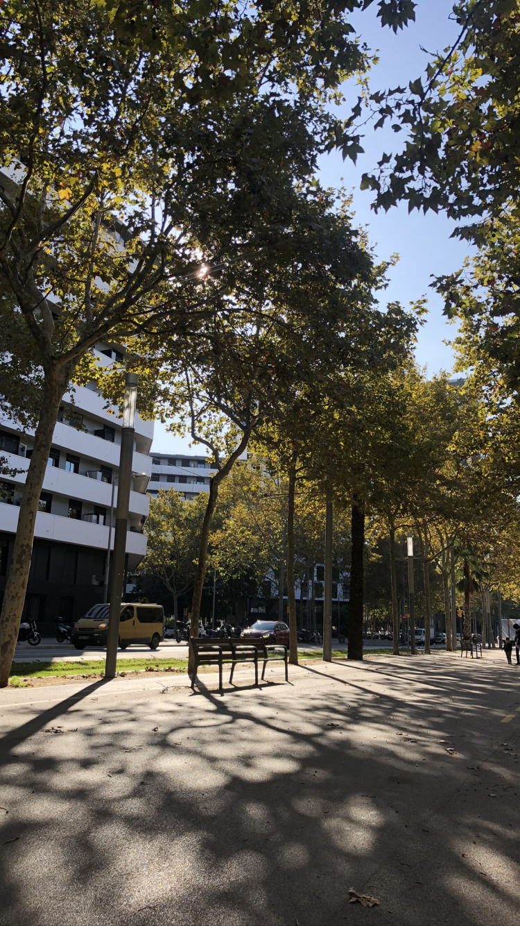 Baum, Öffentlichen Raum, Woody Pflanze, Farbtöne Und Schattierungen, Sonnenlicht. Wallpaper in 750x1334 Resolution