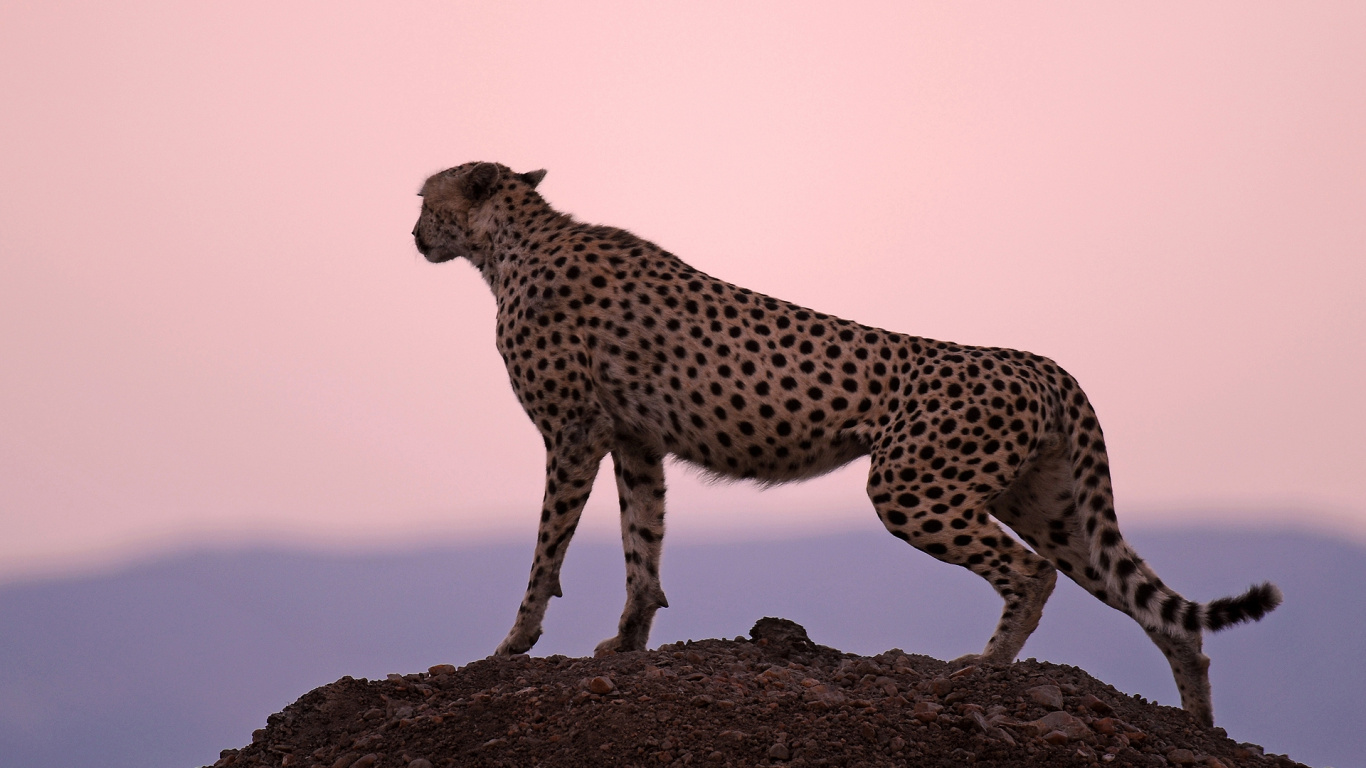 Cheetah Walking on Brown Rock During Daytime. Wallpaper in 1366x768 Resolution