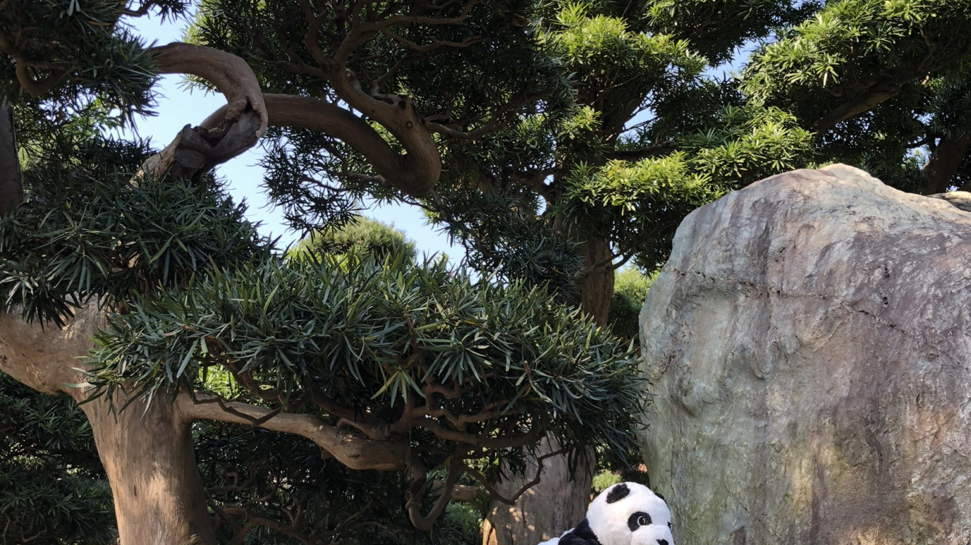 Hong Kong, Panda, Sciences, Écologie, Biologie. Wallpaper in 1366x768 Resolution