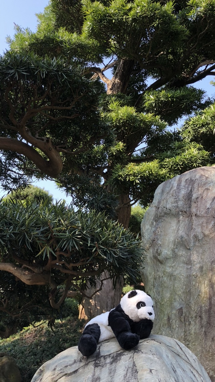 香港, 大熊猫, 科学, 生物学, 陆地动物 壁纸 720x1280 允许