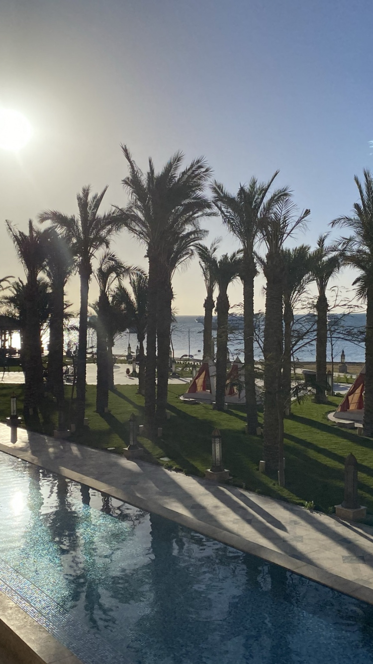 Palme, Pool, Wasser, Natur, Baum. Wallpaper in 750x1334 Resolution