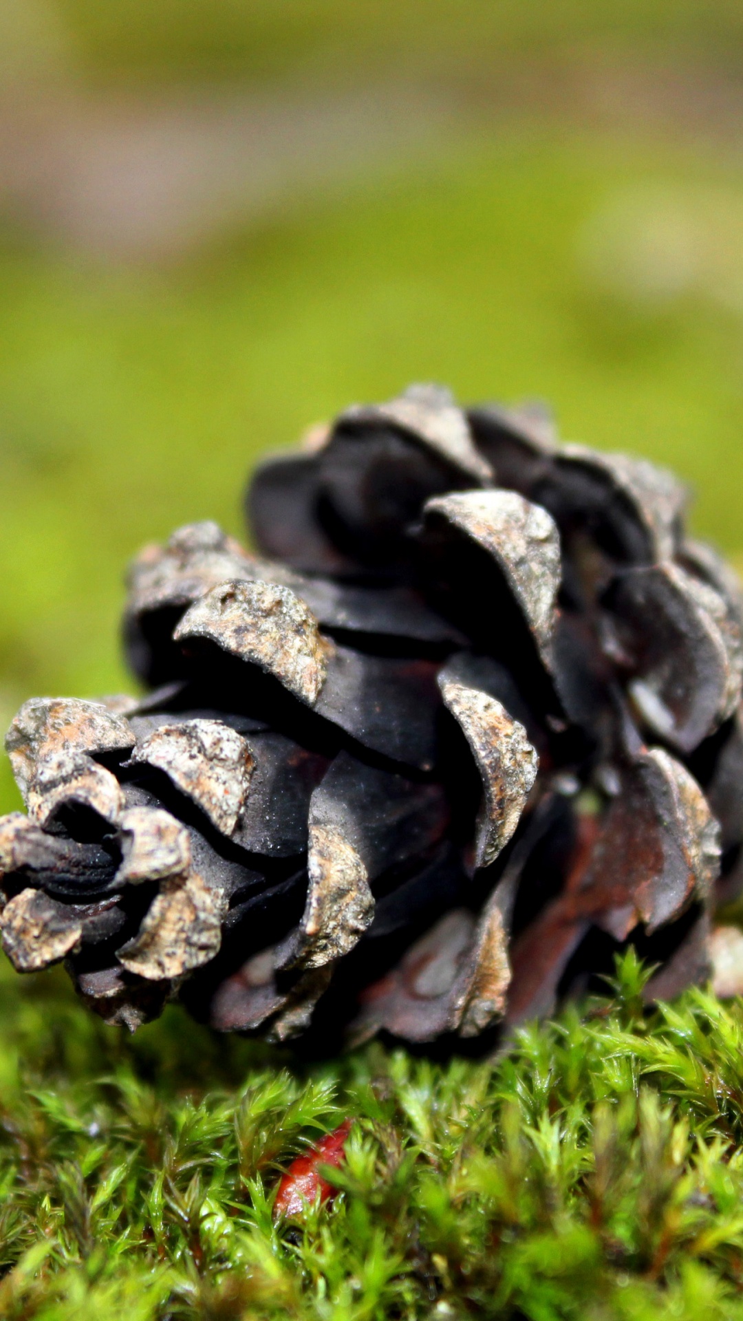 Black and Gray Plant on Green Grass During Daytime. Wallpaper in 1080x1920 Resolution