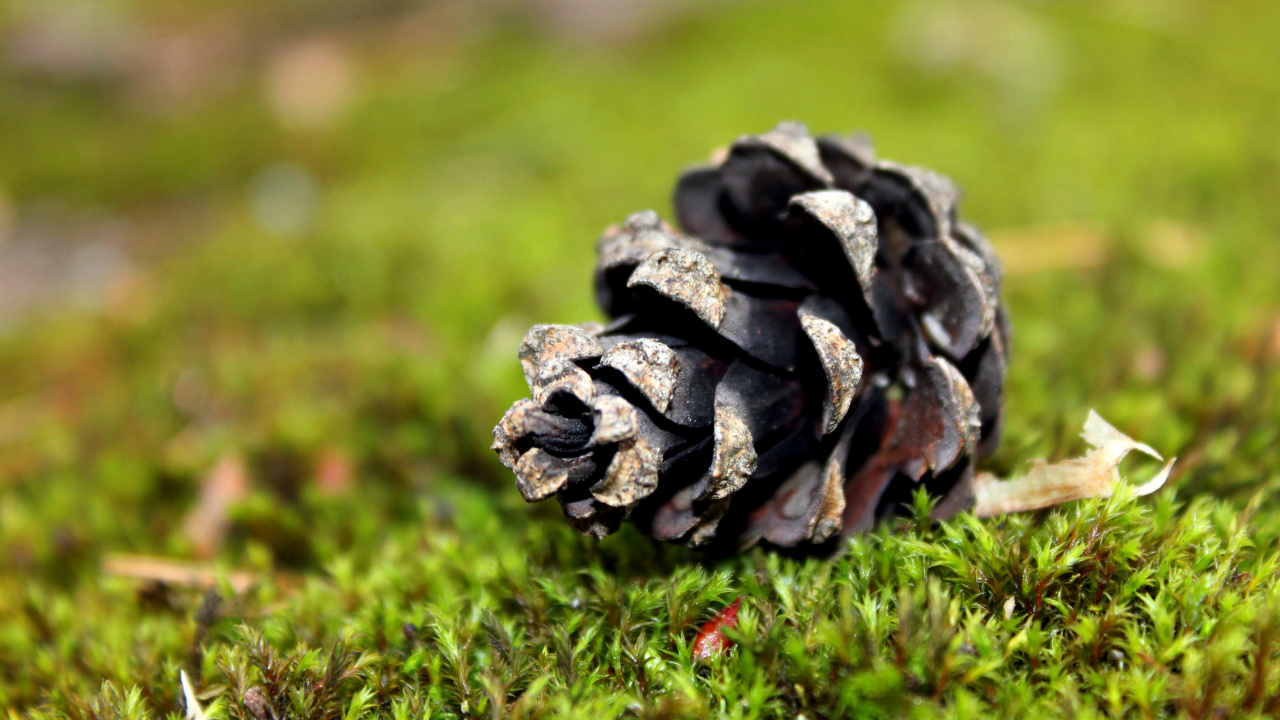 Black and Gray Plant on Green Grass During Daytime. Wallpaper in 1280x720 Resolution