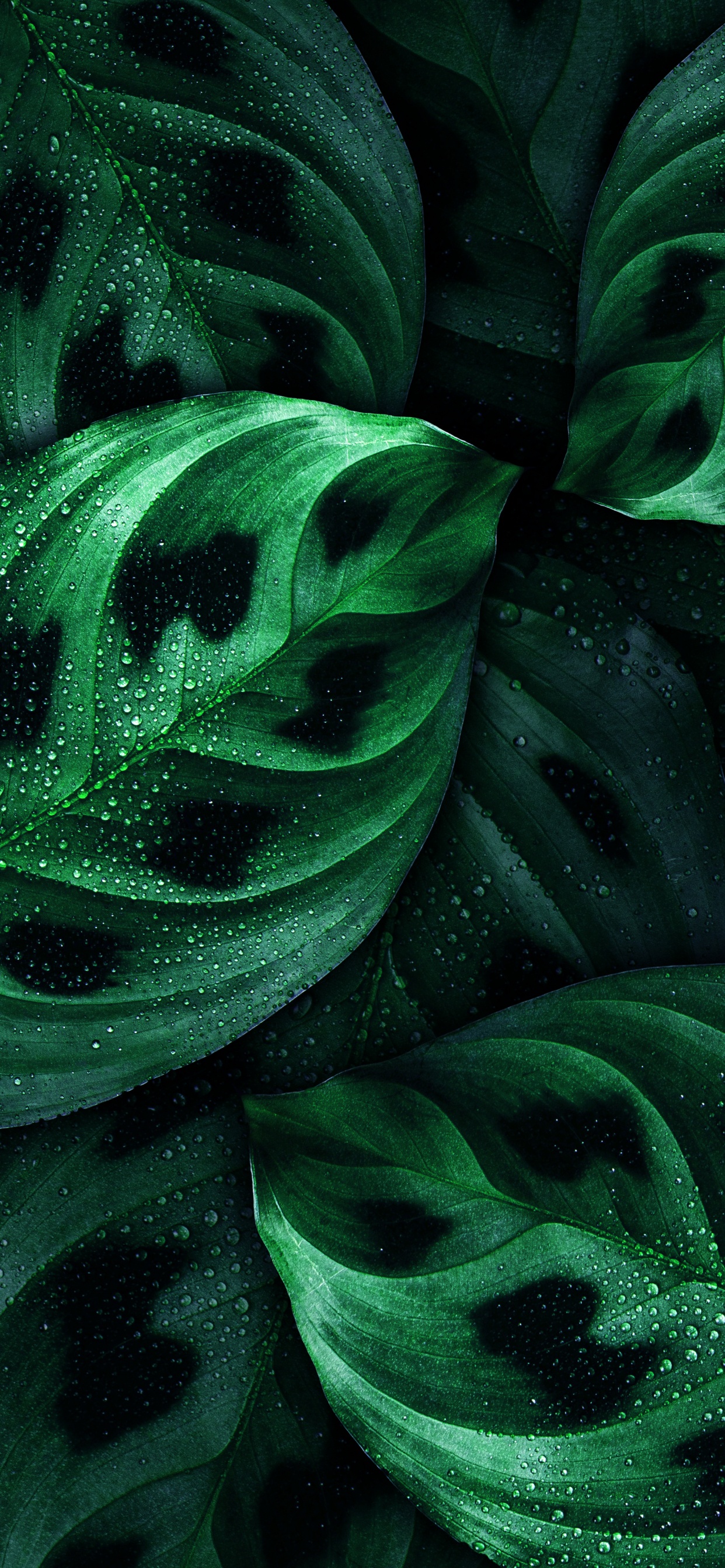 Android, Nokia, Verde, la Botánica, Planta Terrestre. Wallpaper in 1242x2688 Resolution