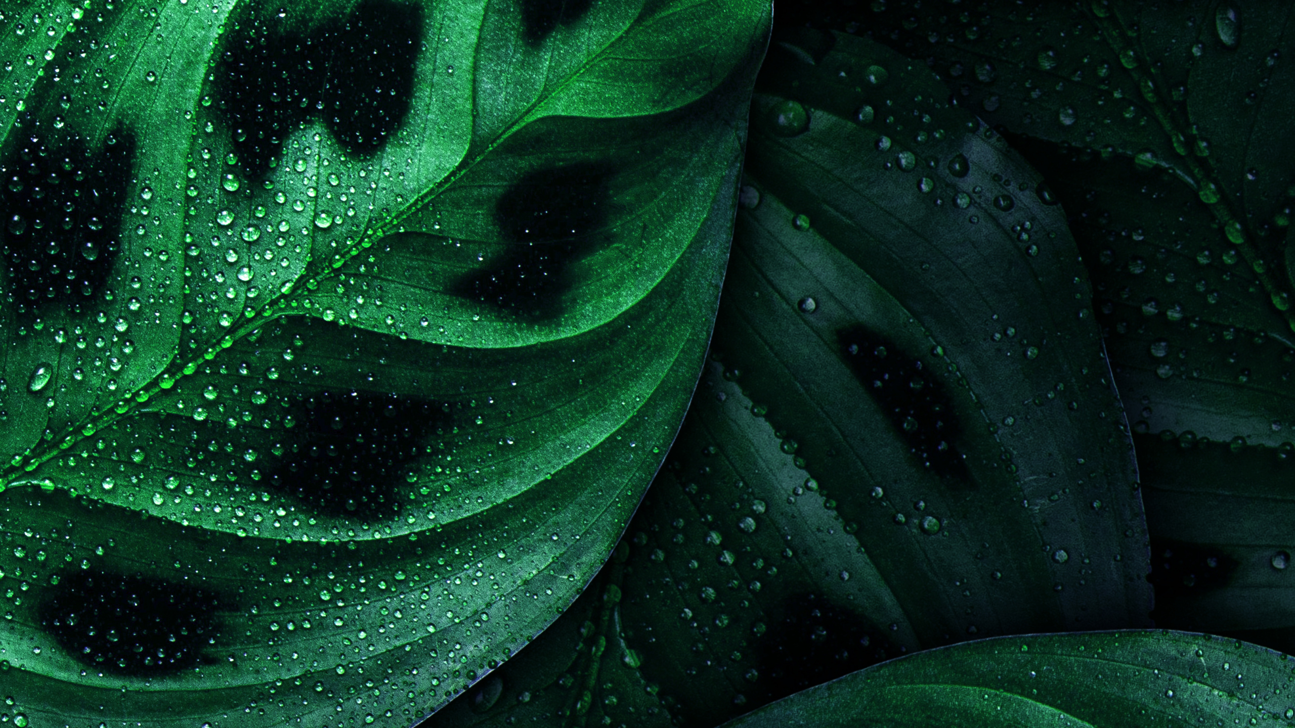 Blatt, Android, Nokia, Gr, Botanik. Wallpaper in 2560x1440 Resolution