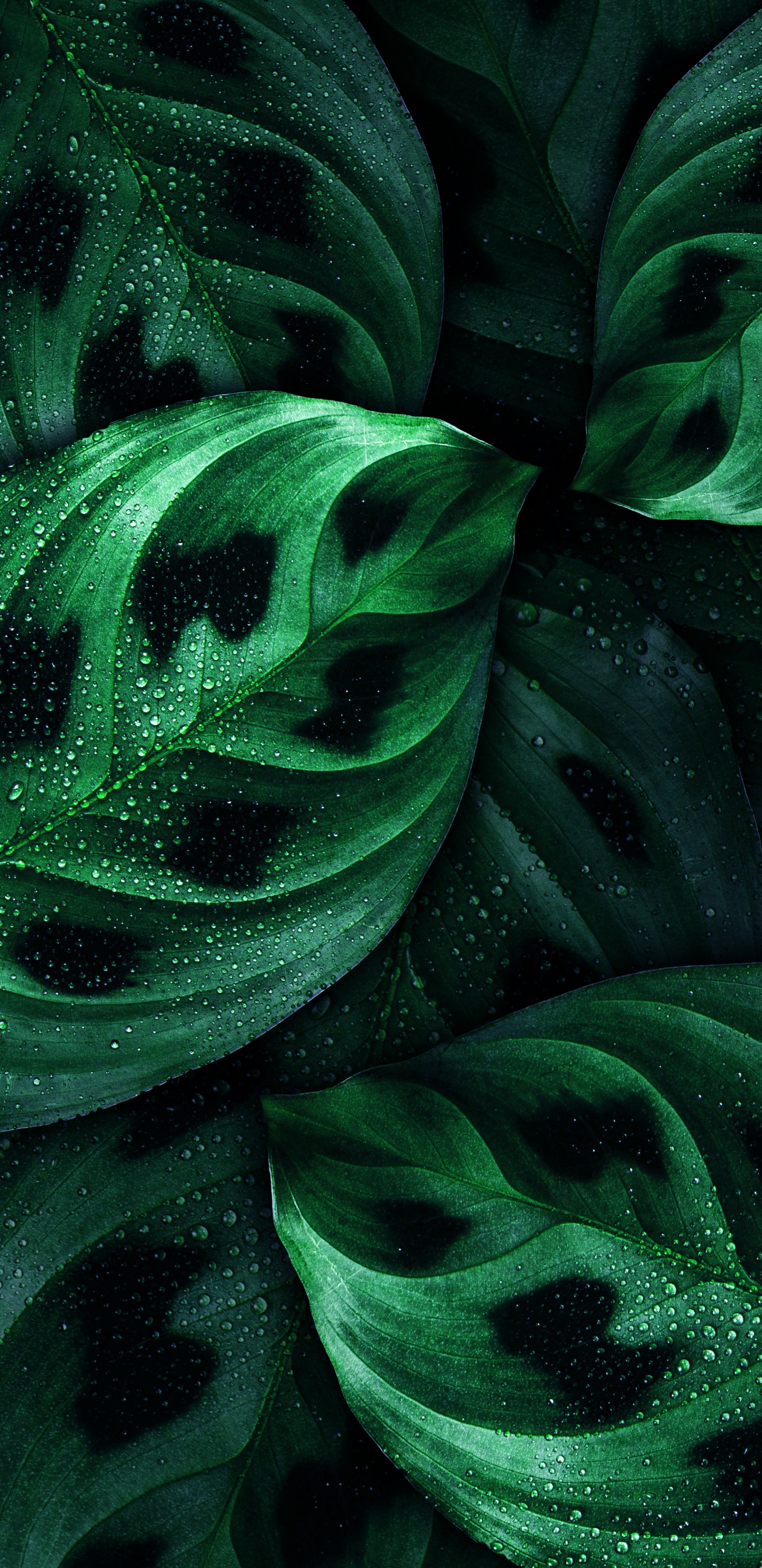 Feuille, Android, Nokia, Green, Botanique. Wallpaper in 1440x2960 Resolution
