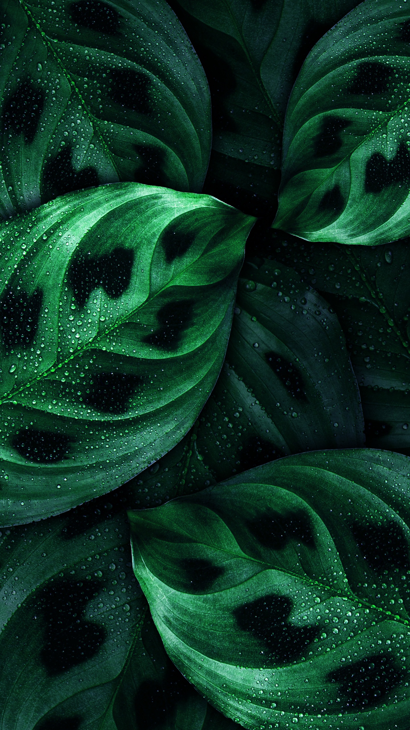 Leaf, Android, Nokia, Green, Botany. Wallpaper in 1440x2560 Resolution