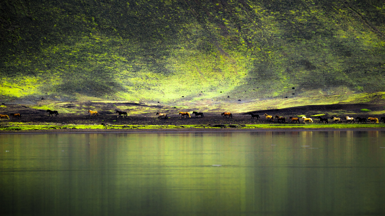 Gr, Natur, Wasser, Reflexion, Licht. Wallpaper in 1280x720 Resolution