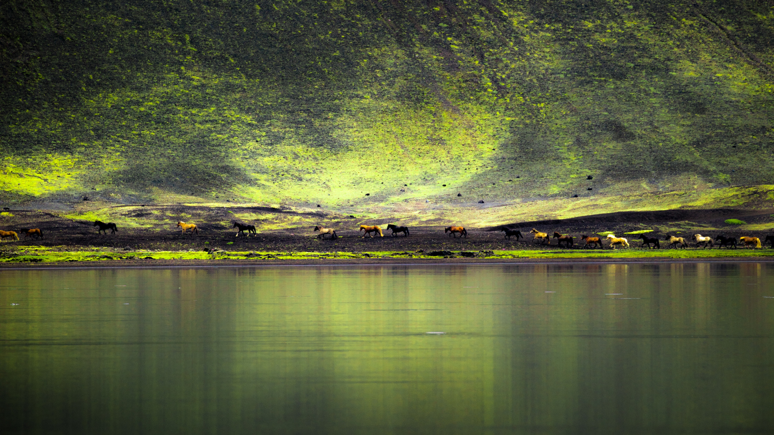 Gr, Natur, Wasser, Reflexion, Licht. Wallpaper in 2560x1440 Resolution