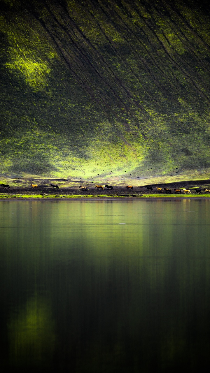 Green, Nature, Water, Reflection, Light. Wallpaper in 720x1280 Resolution