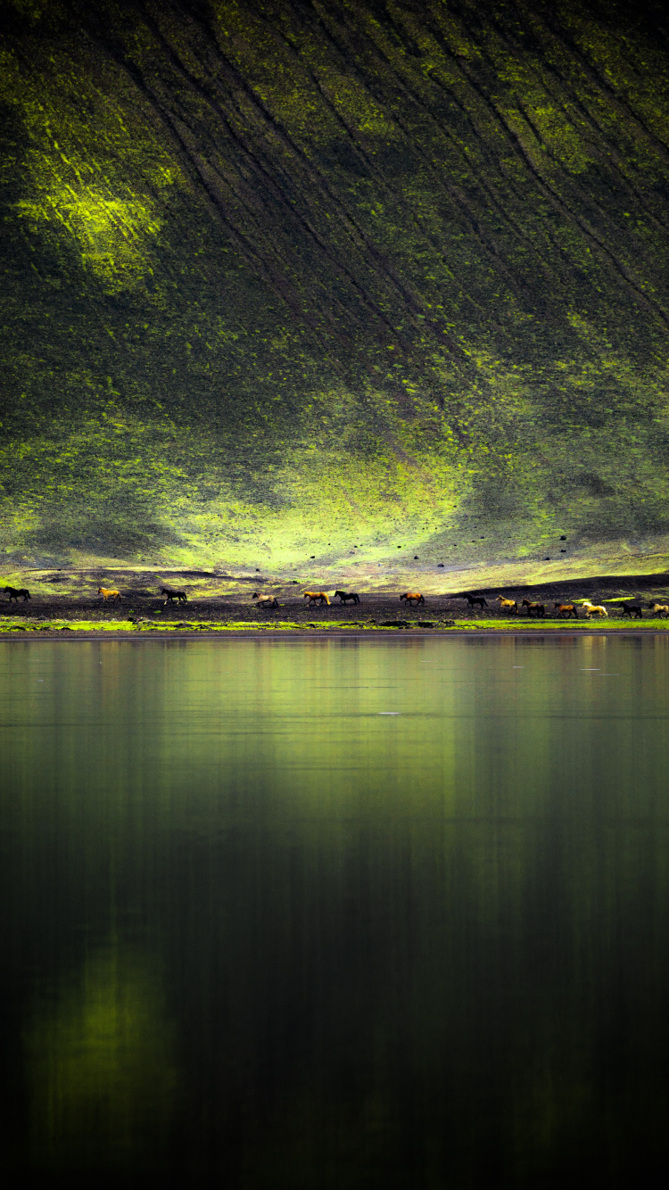 Green, Nature, Water, Reflection, Light. Wallpaper in 750x1334 Resolution