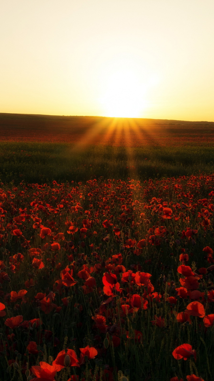 Champ de Fleurs Rouges au Coucher du Soleil. Wallpaper in 750x1334 Resolution