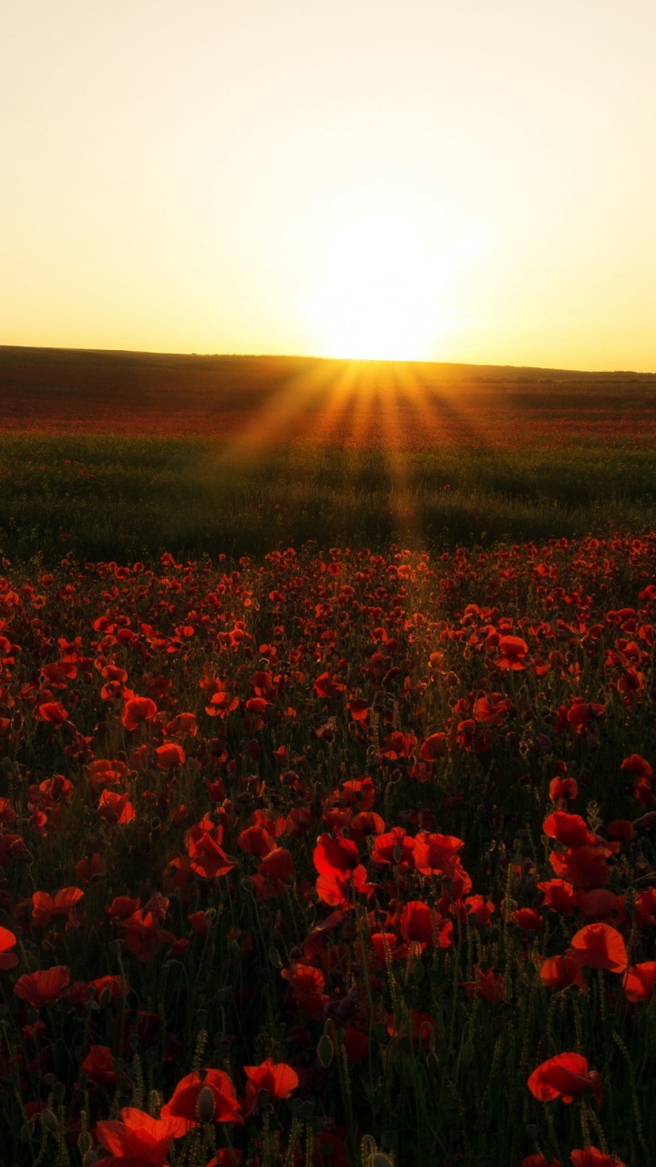 Red Flower Field During Sunset. Wallpaper in 720x1280 Resolution