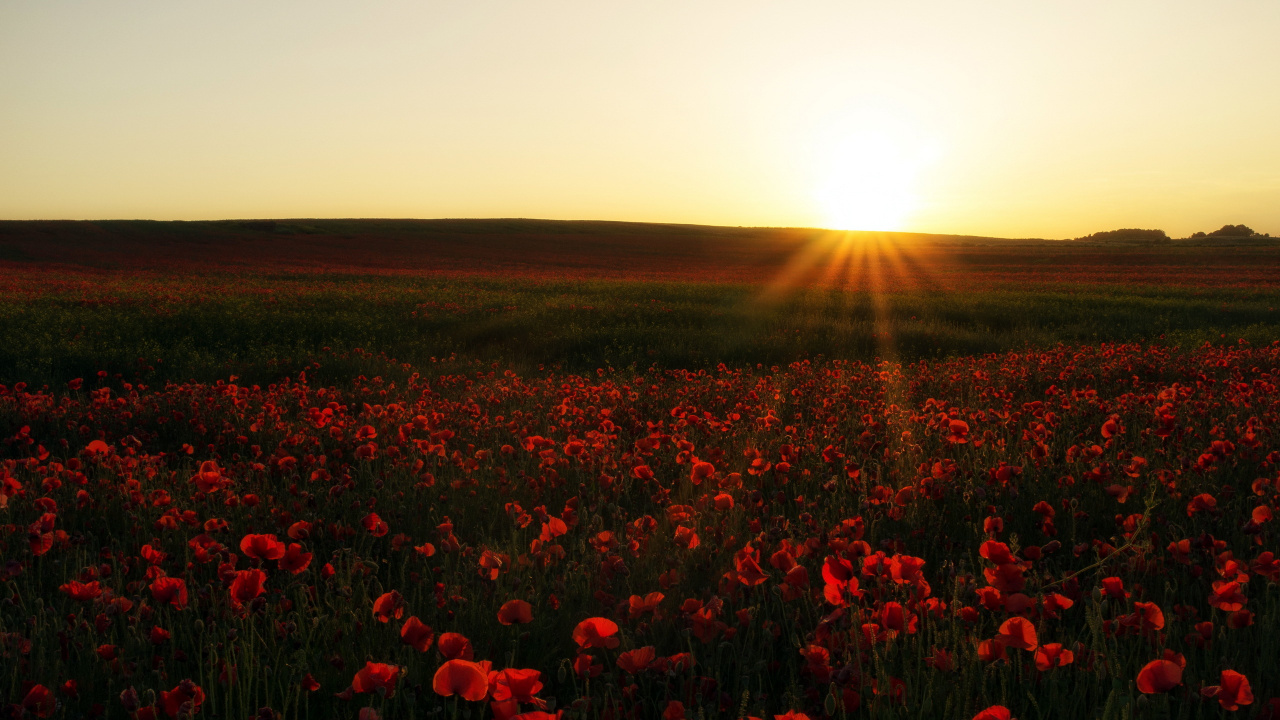 Rotes Blumenfeld Bei Sonnenuntergang. Wallpaper in 1280x720 Resolution