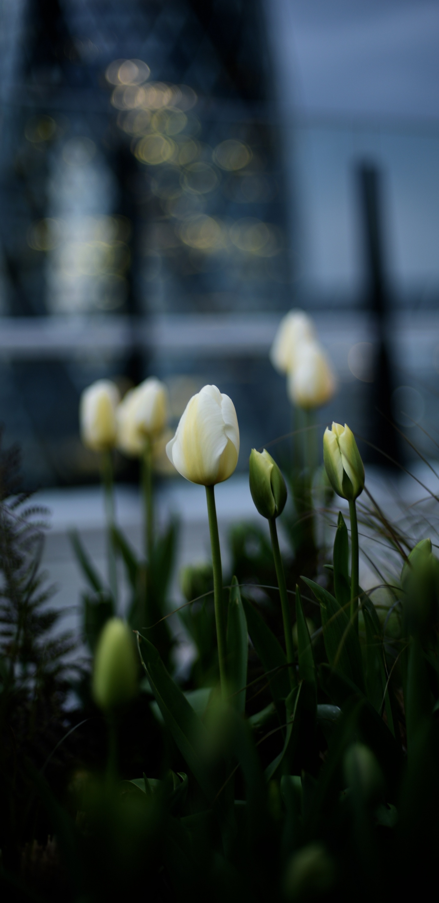 Tulipanes Blancos en Flor Durante el Día. Wallpaper in 1440x2960 Resolution