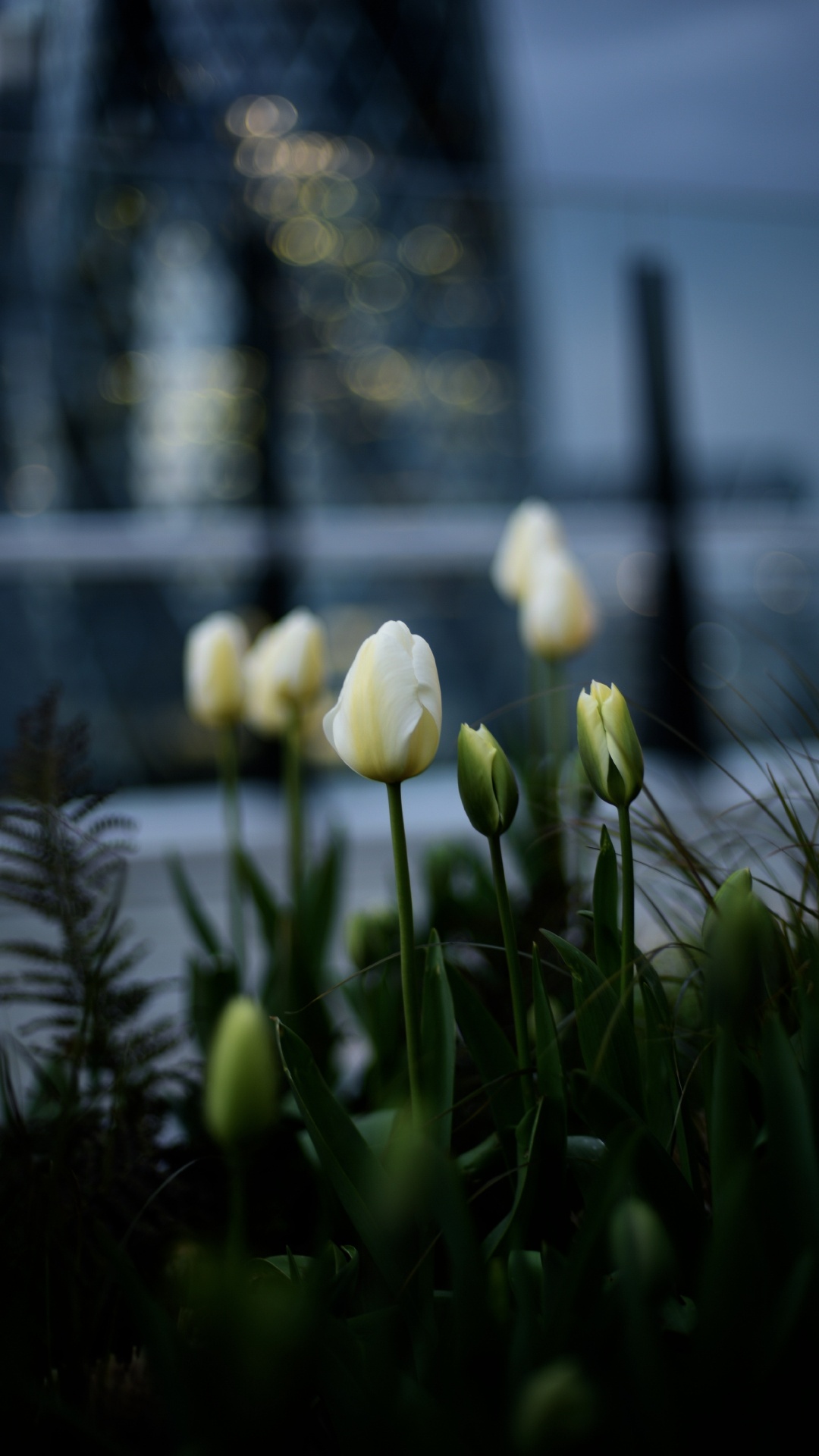 Tulipes Blanches en Fleurs Pendant la Journée. Wallpaper in 1080x1920 Resolution