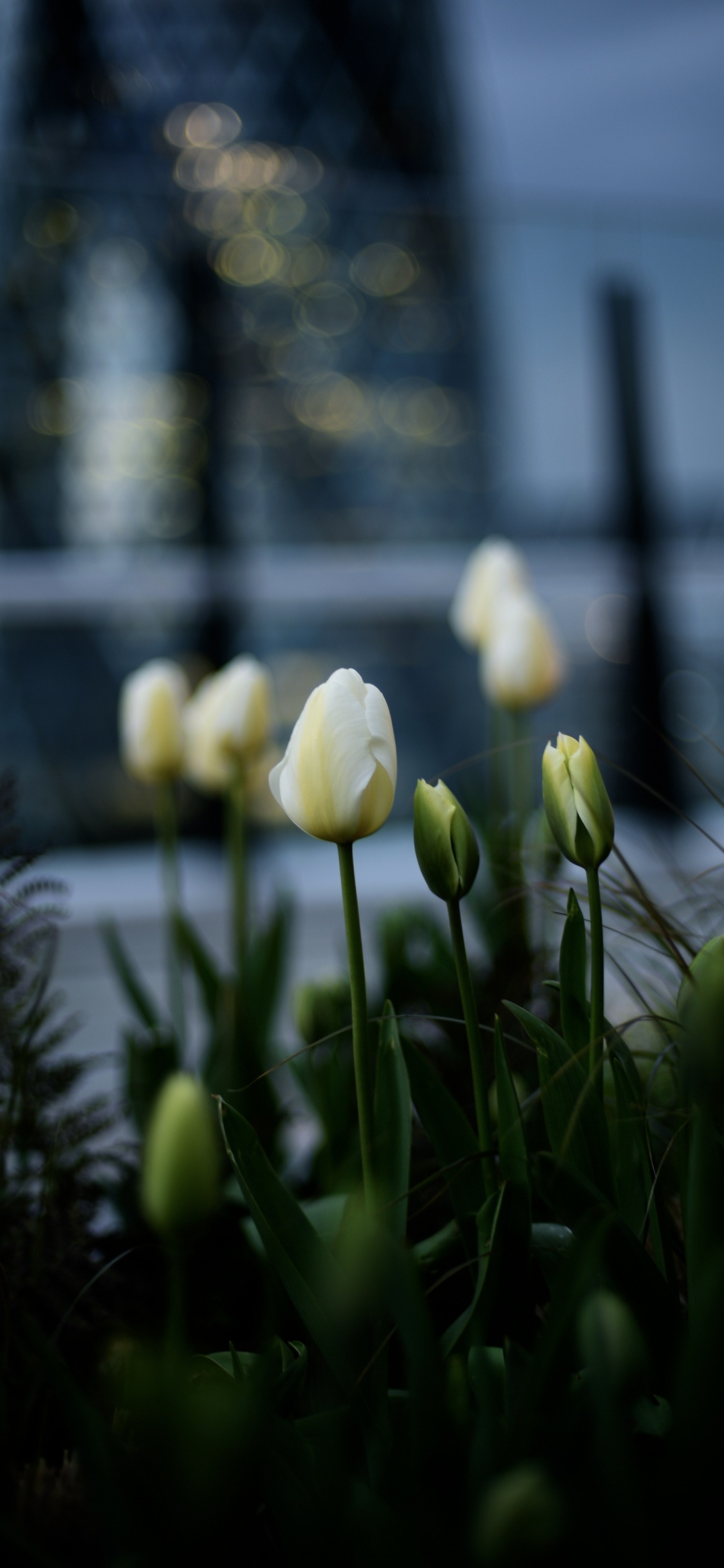 Weiße Tulpen Blühen Tagsüber Tu. Wallpaper in 1125x2436 Resolution