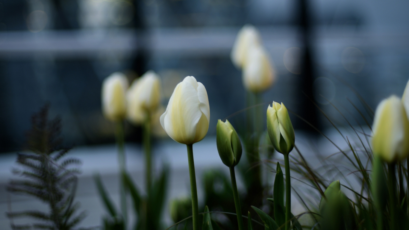 Weiße Tulpen Blühen Tagsüber Tu. Wallpaper in 1366x768 Resolution