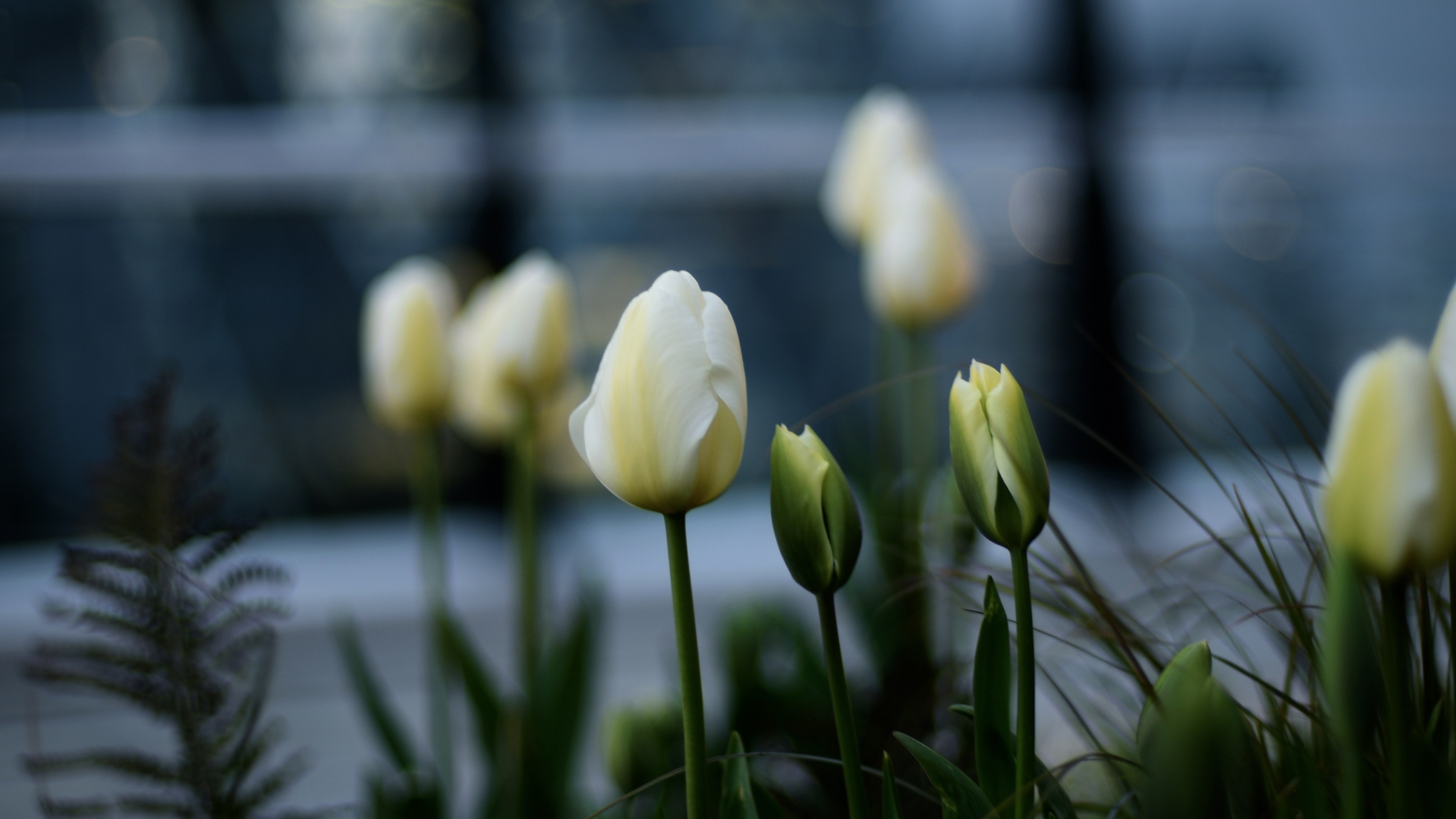 White Tulips in Bloom During Daytime. Wallpaper in 3840x2160 Resolution