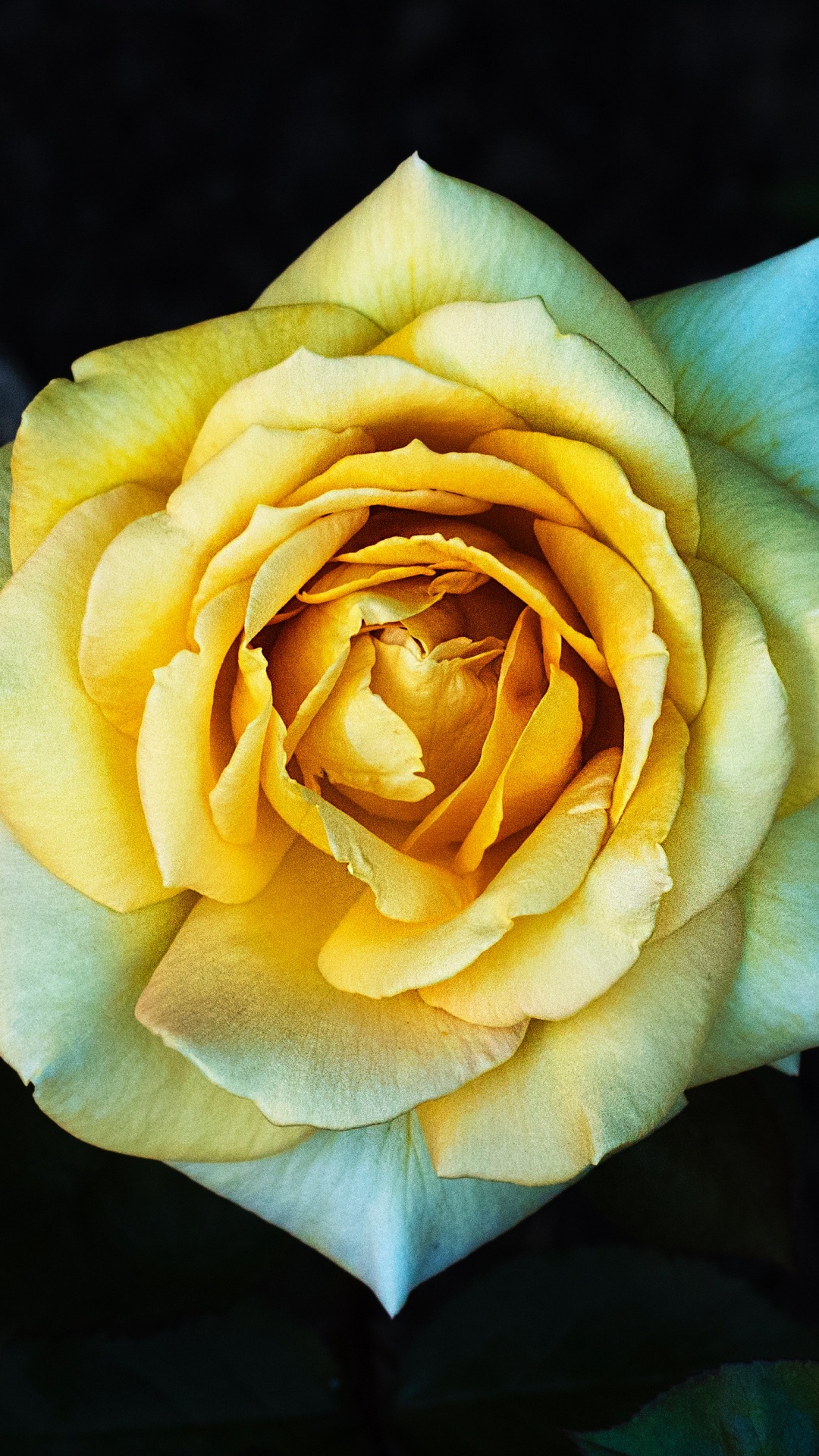 Gelbe Rose in Voller Blüte Nahaufnahme Foto. Wallpaper in 1080x1920 Resolution