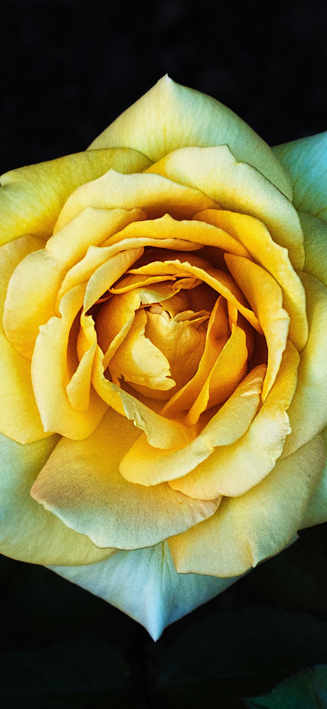 Gelbe Rose in Voller Blüte Nahaufnahme Foto. Wallpaper in 1125x2436 Resolution