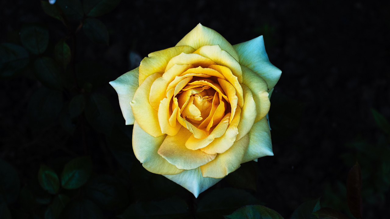 Gelbe Rose in Voller Blüte Nahaufnahme Foto. Wallpaper in 1280x720 Resolution