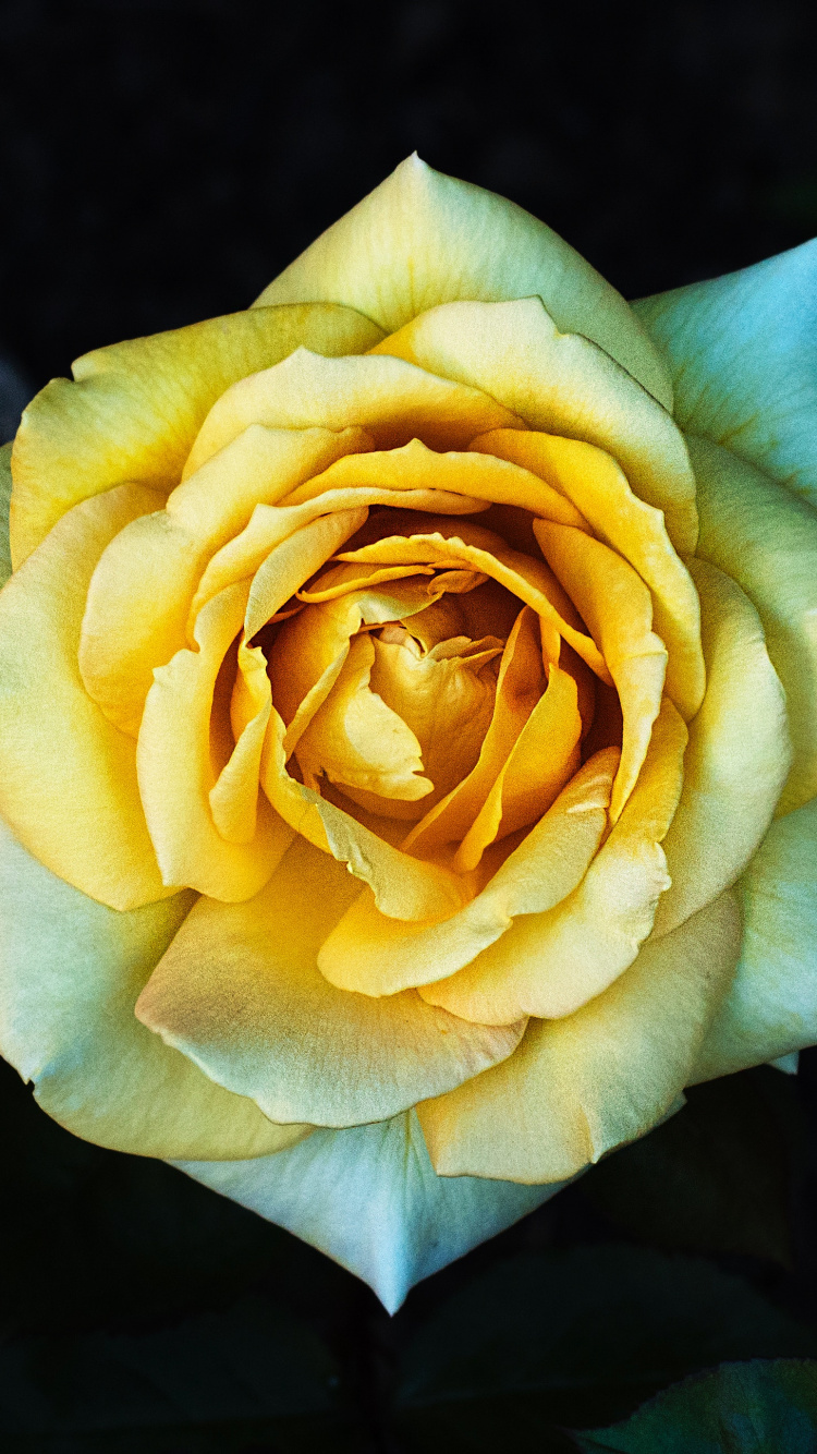 Gelbe Rose in Voller Blüte Nahaufnahme Foto. Wallpaper in 750x1334 Resolution