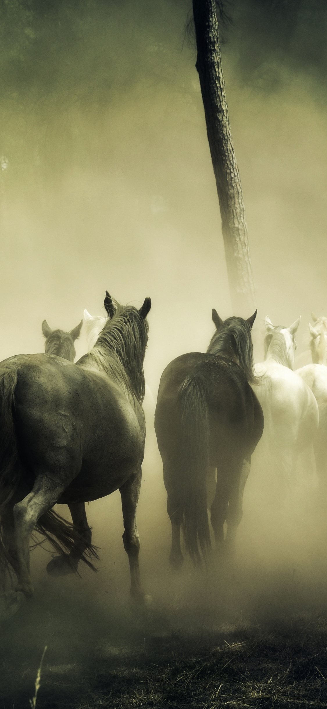 Troupeau de Chevaux Sur Terrain en Herbe. Wallpaper in 1125x2436 Resolution