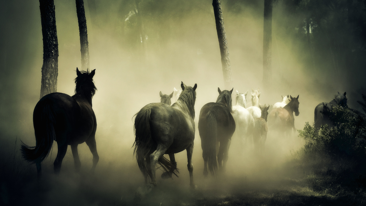 Troupeau de Chevaux Sur Terrain en Herbe. Wallpaper in 1280x720 Resolution