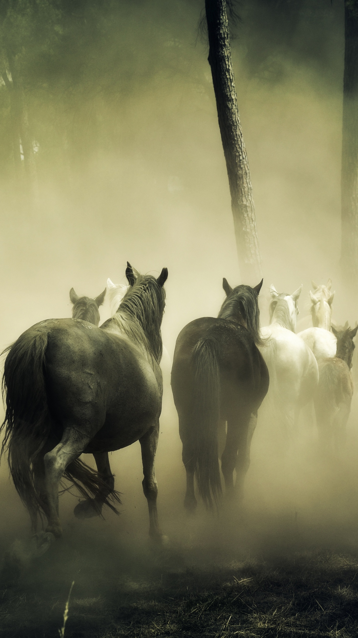Troupeau de Chevaux Sur Terrain en Herbe. Wallpaper in 1440x2560 Resolution