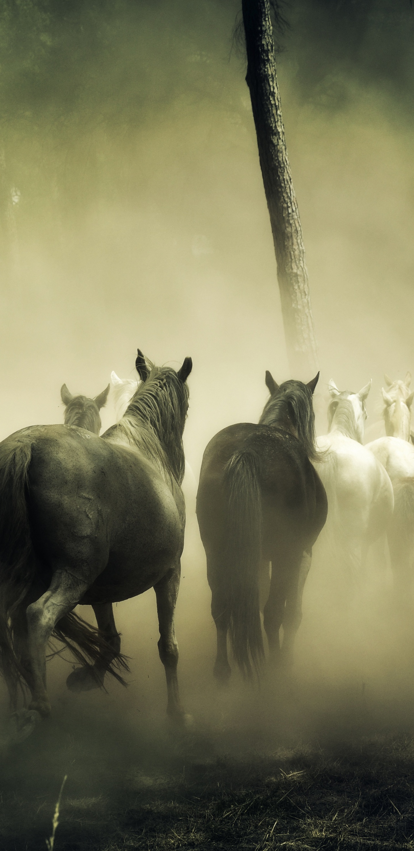 Troupeau de Chevaux Sur Terrain en Herbe. Wallpaper in 1440x2960 Resolution