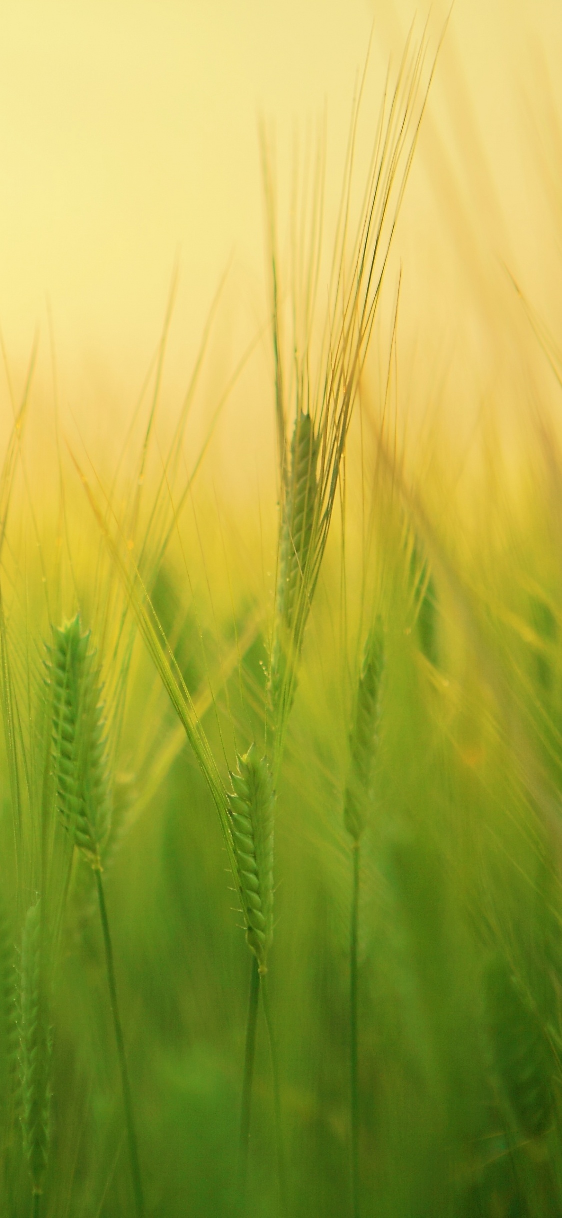 Green Wheat Field During Daytime. Wallpaper in 1125x2436 Resolution