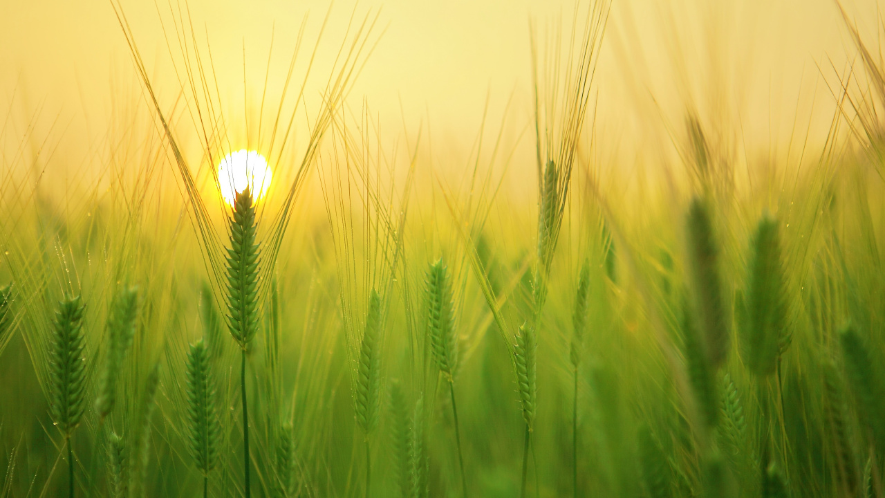 Green Wheat Field During Daytime. Wallpaper in 1280x720 Resolution