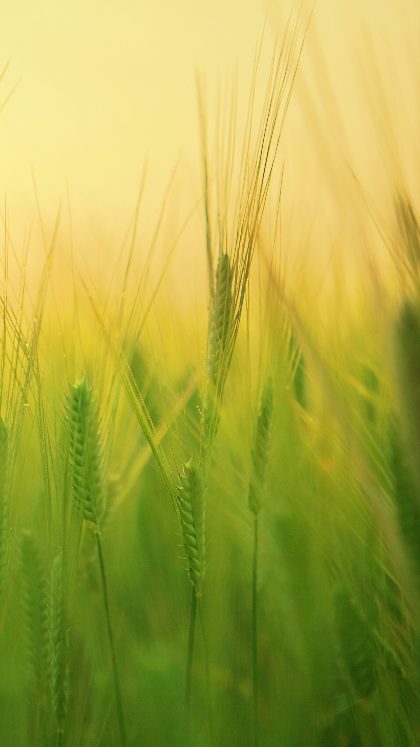 Green Wheat Field During Daytime. Wallpaper in 1440x2560 Resolution