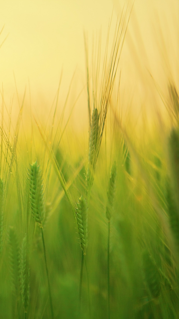Green Wheat Field During Daytime. Wallpaper in 720x1280 Resolution