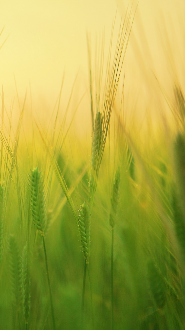 Green Wheat Field During Daytime. Wallpaper in 750x1334 Resolution