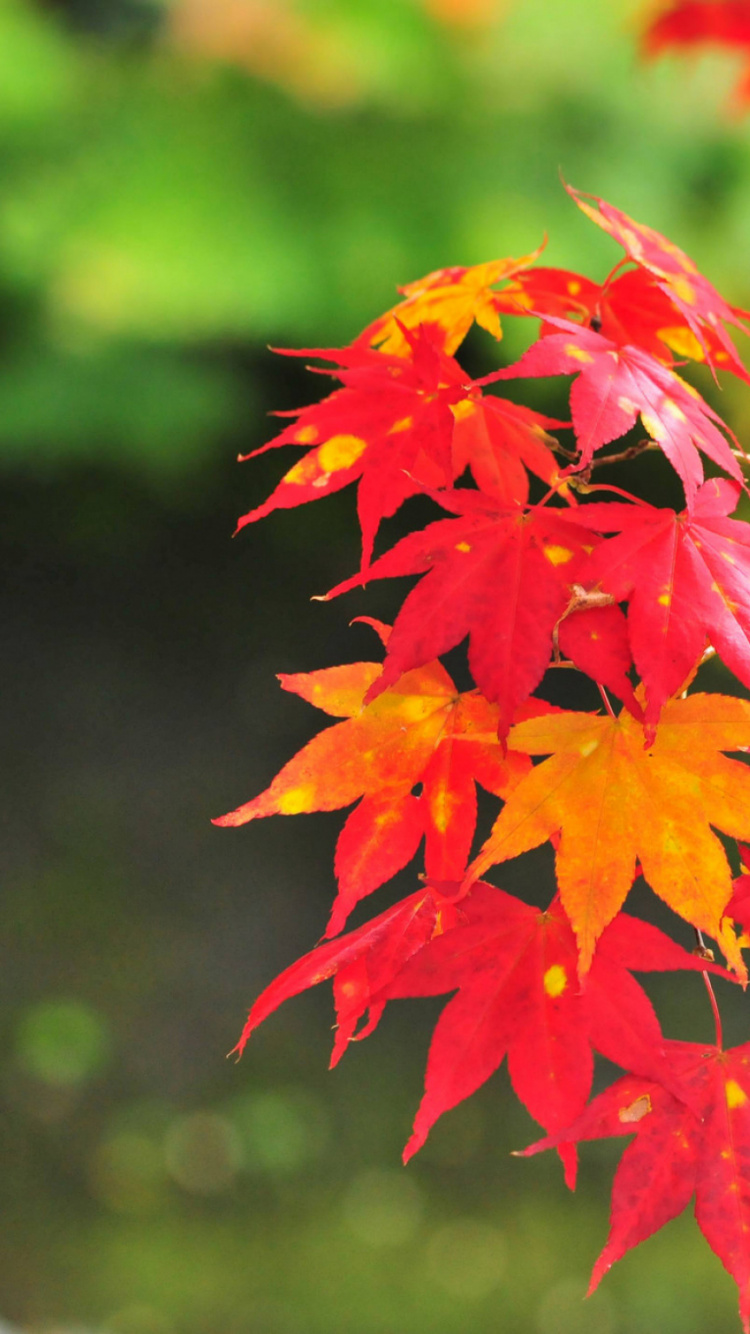 Feuilles D'érable Rouges et Jaunes. Wallpaper in 750x1334 Resolution