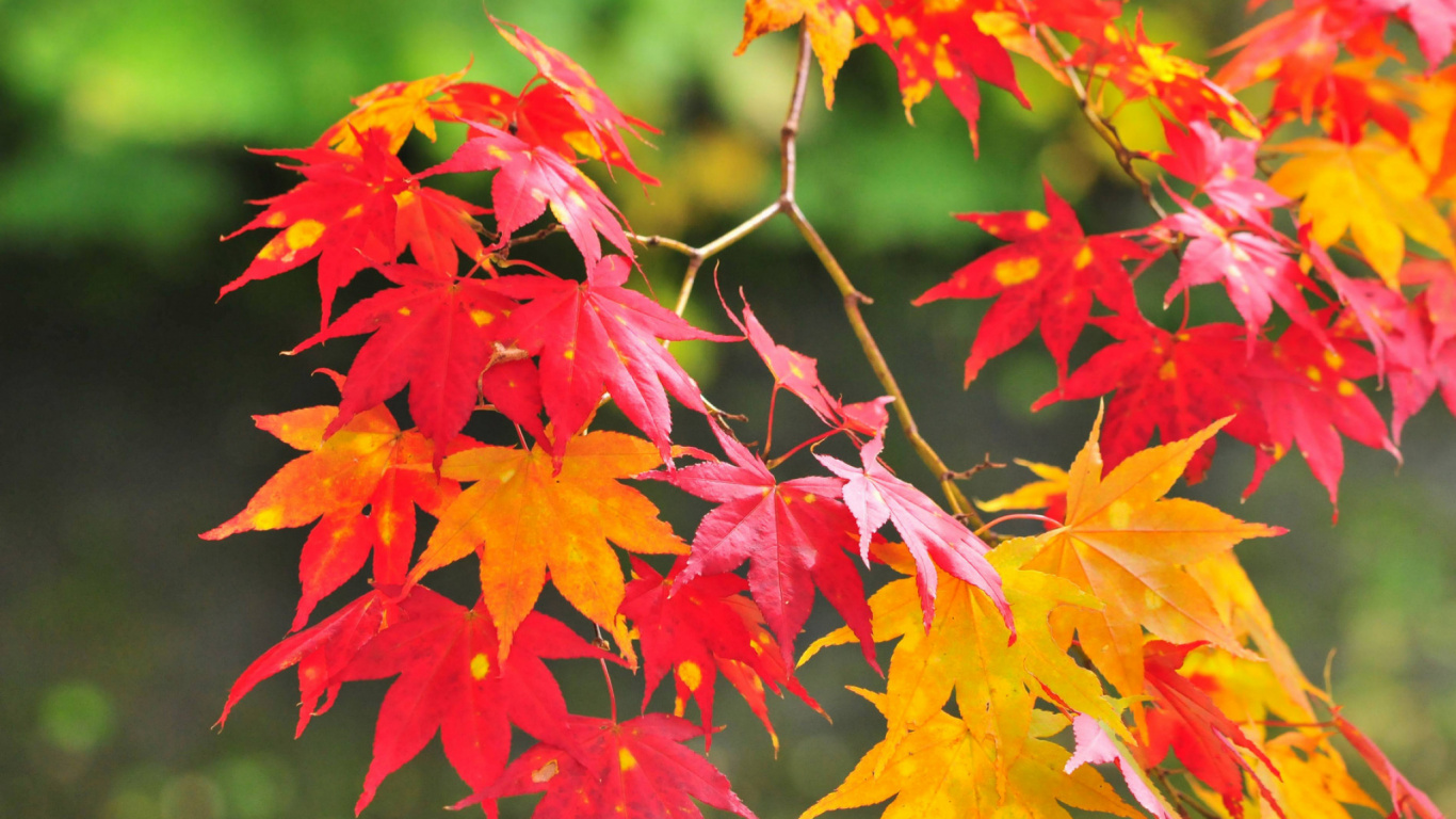 Red and Yellow Maple Leaves. Wallpaper in 1366x768 Resolution