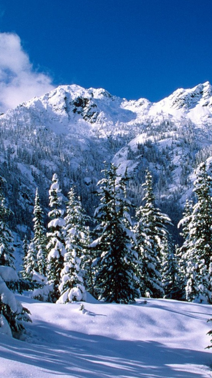 Pins Verts Sur le Sol Couvert de Neige Pendant la Journée. Wallpaper in 720x1280 Resolution