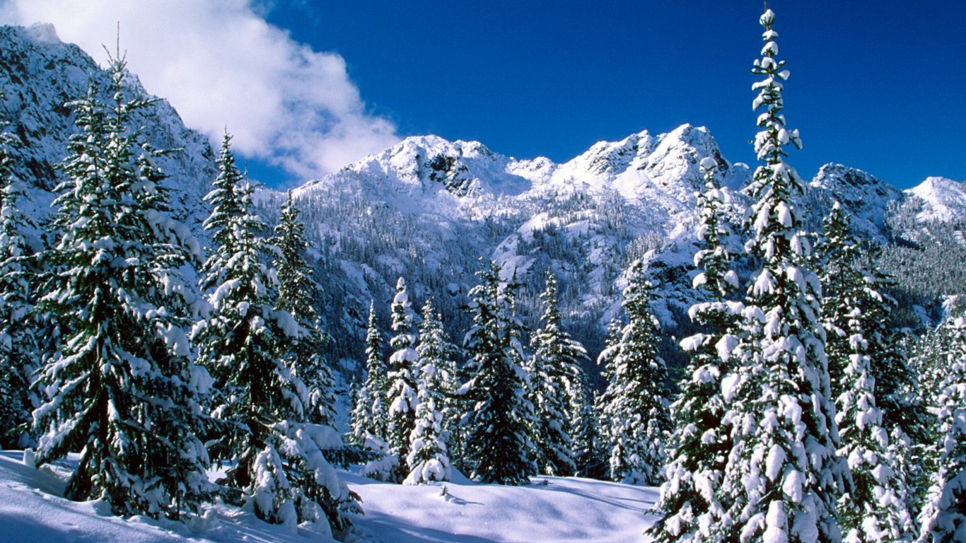 Tagsüber Grüne Pinien Auf Schneebedecktem Boden. Wallpaper in 1366x768 Resolution