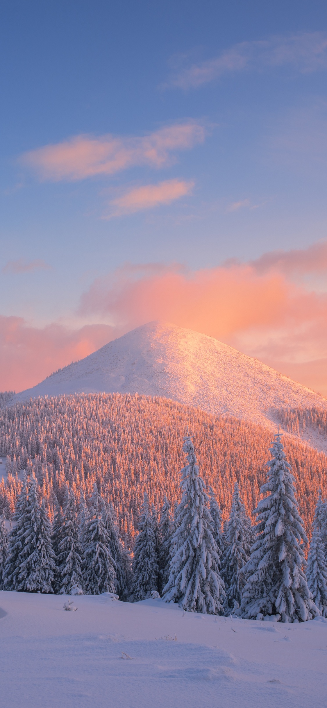 Schneebedeckte Kiefern Und Berge Tagsüber. Wallpaper in 1125x2436 Resolution